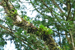 Bulbophyllum pectinatum