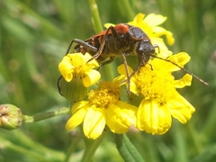Chauliognathus limbicollis