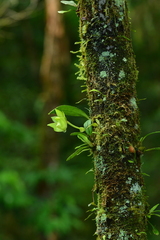 Bulbophyllum pectinatum