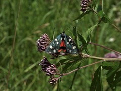 Callimorpha dominula