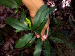 Elaeocarpus reticulatus