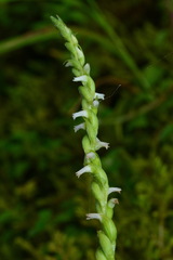 Spiranthes nivea papillata