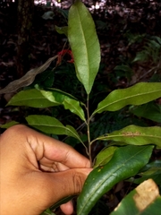 Elaeocarpus reticulatus