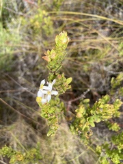 Gnidia tomentosa