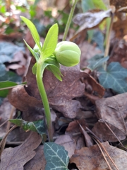Helleborus odorus