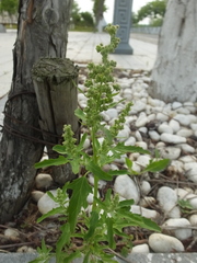 Chenopodium ficifolium