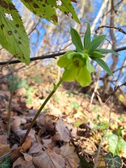 Helleborus odorus