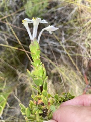 Gnidia tomentosa