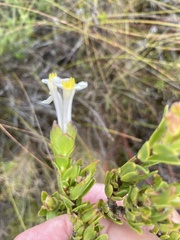 Gnidia tomentosa