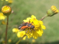 Chauliognathus limbicollis