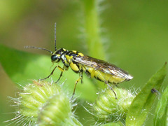 Rhogogaster picta