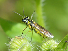Rhogogaster picta