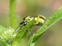 Rhogogaster picta