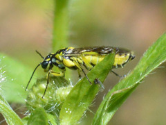Rhogogaster picta