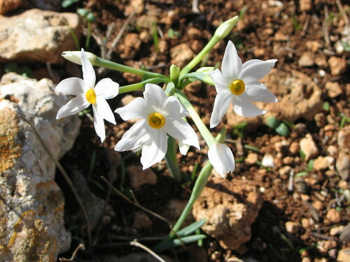 Narcissus obsoletus photographed in Libya