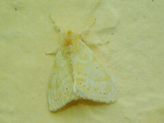 Euproctis rubroguttata