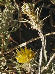 Centaurea solstitialis