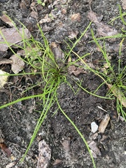 Ptilimnium capillaceum