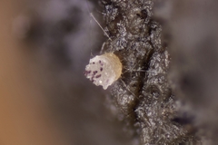 Ascobolus hawaiiensis