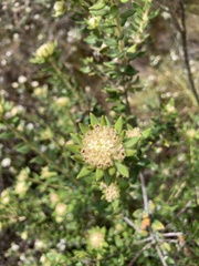 Phylica dioica