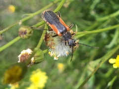 Chauliognathus limbicollis