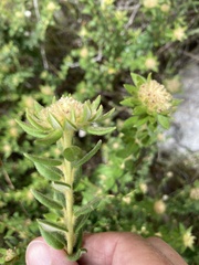 Phylica dioica