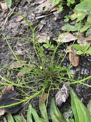 Ptilimnium capillaceum