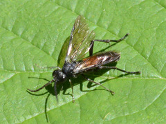 Macrophya annulata