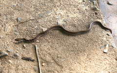 Coelognathus helena