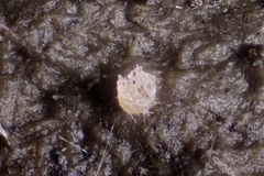 Ascobolus hawaiiensis