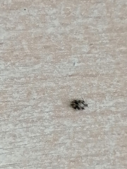 Anthrenus picturatus