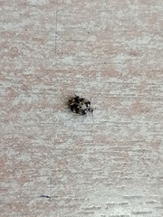 Anthrenus picturatus