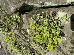 Sedum formosanum