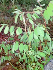Indigofera astragalina