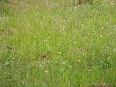Emberiza spodocephala