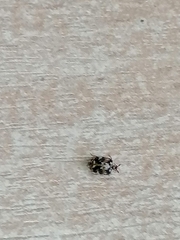 Anthrenus picturatus