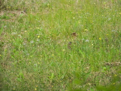 Emberiza spodocephala
