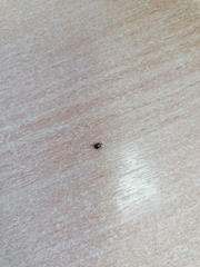 Anthrenus picturatus