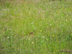 Emberiza spodocephala