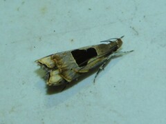 Brachmia septella