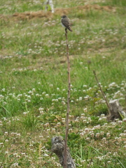 Muscicapa griseisticta