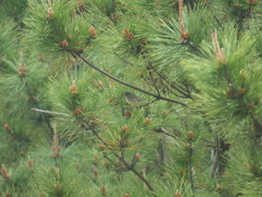 Emberiza spodocephala