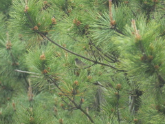Emberiza spodocephala