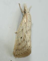 Diatraea lisetta