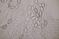 Ascobolus hawaiiensis