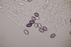 Ascobolus hawaiiensis
