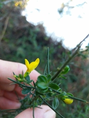 Genista falcata