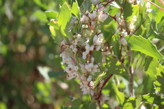 Cuscuta