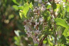 Cuscuta