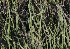 Baccharis trimera